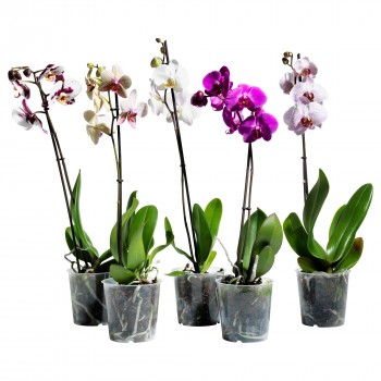 Orhideja Phalaenopsis 1 gab