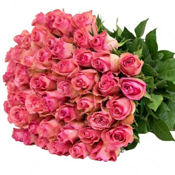 Rozā rozes 50 cm (51 gab)