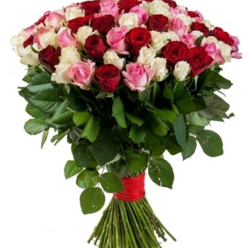 51 sarkana, balta un rozā roze 70 cm