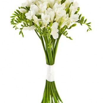 Freesias (select number)