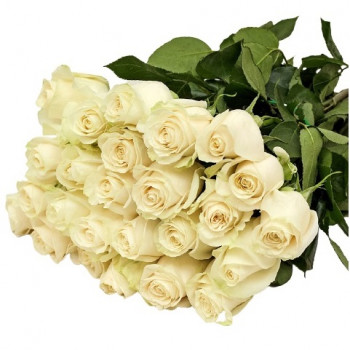 Baltas rozes 50 cm (25 rozes)